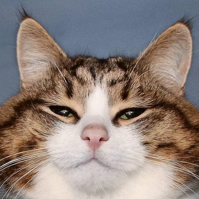 Meet Rexie, The Handicapped Cat Who Steals People's Hearts With The Cutest Bleps And Mlems (30 Pics)