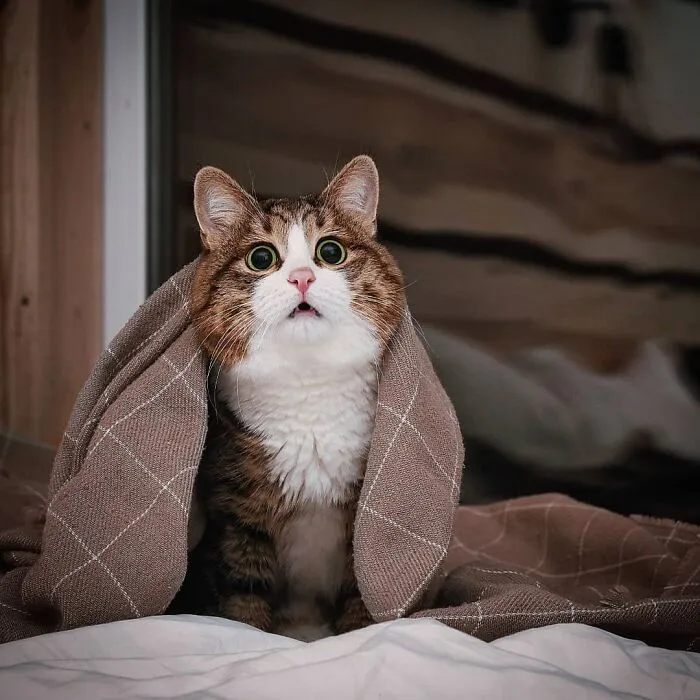 Meet Rexie, The Handicapped Cat Who Steals People's Hearts With The Cutest Bleps And Mlems (30 Pics)