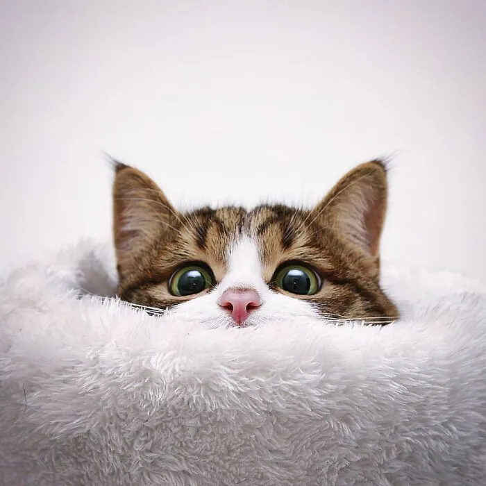 Meet Rexie, The Handicapped Cat Who Steals People's Hearts With The Cutest Bleps And Mlems (30 Pics)