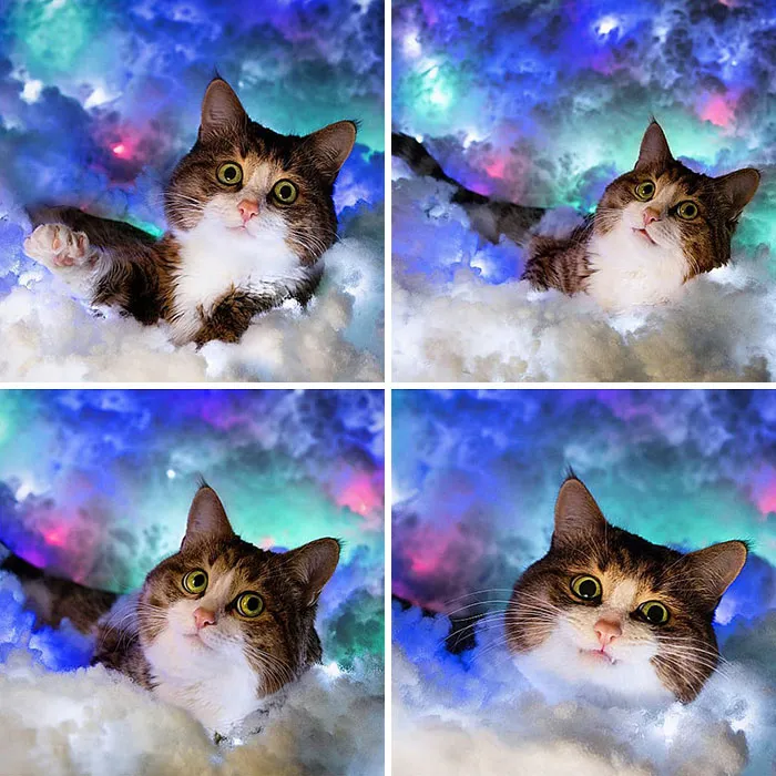 Meet Rexie, The Handicapped Cat Who Steals People's Hearts With The Cutest Bleps And Mlems (30 Pics)