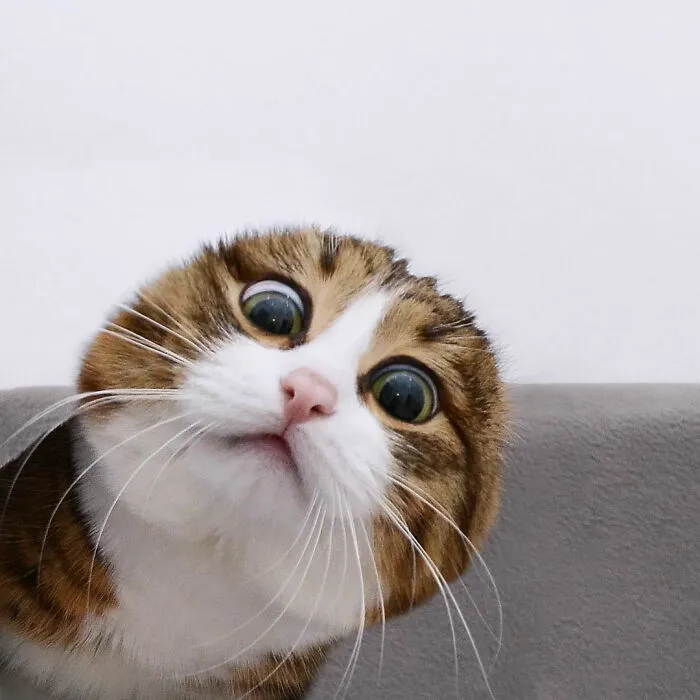 Meet Rexie, The Handicapped Cat Who Steals People's Hearts With The Cutest Bleps And Mlems (30 Pics)