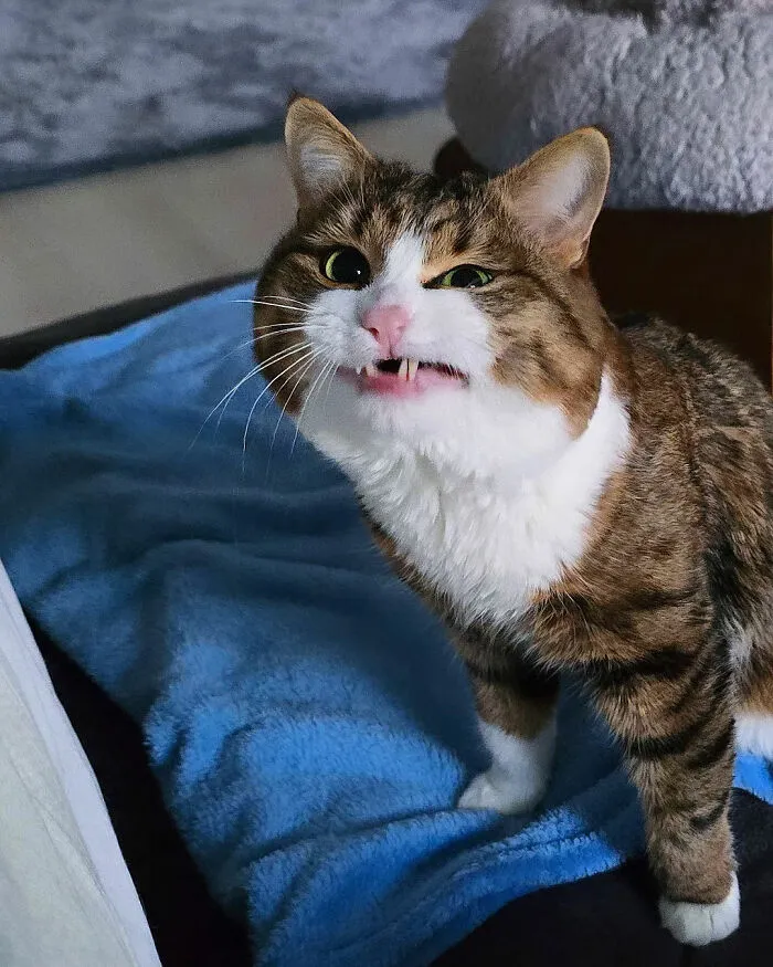 Meet Rexie, The Handicapped Cat Who Steals People's Hearts With The Cutest Bleps And Mlems (30 Pics)
