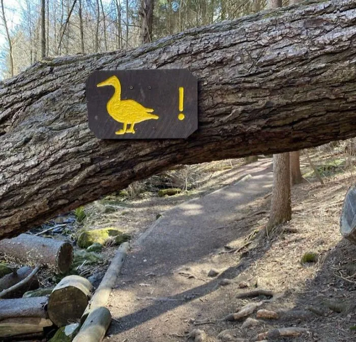 Es un pato, significa que te agaches