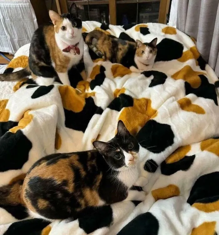 47 Goofy, Adorable And Simply Lovable Calico Cats In Their Element