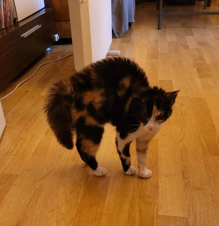 47 Goofy, Adorable And Simply Lovable Calico Cats In Their Element