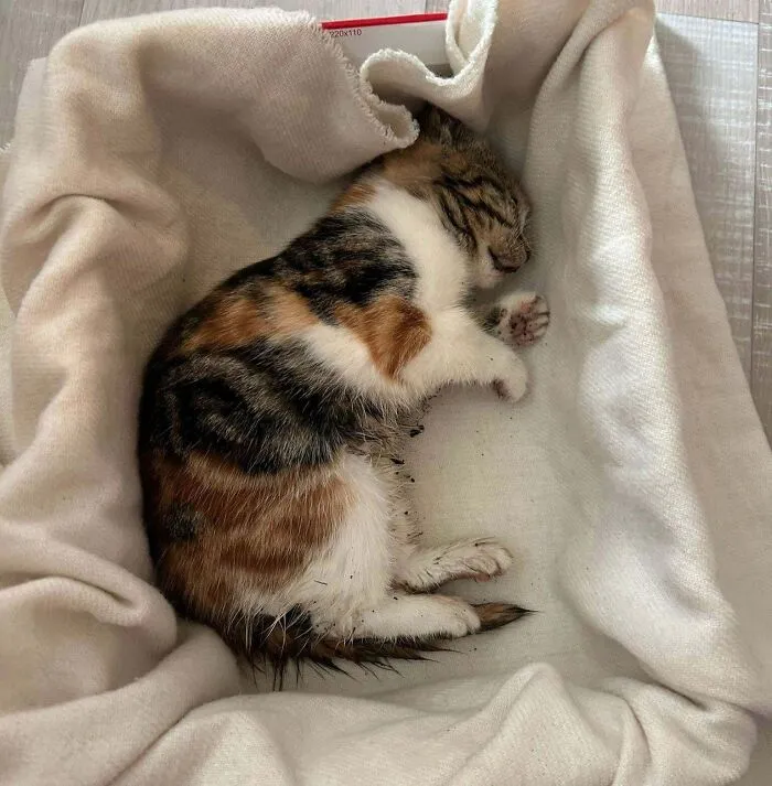 47 Goofy, Adorable And Simply Lovable Calico Cats In Their Element