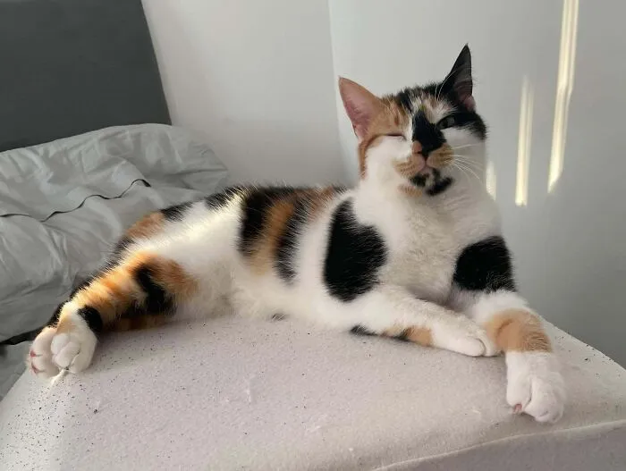 47 Goofy, Adorable And Simply Lovable Calico Cats In Their Element