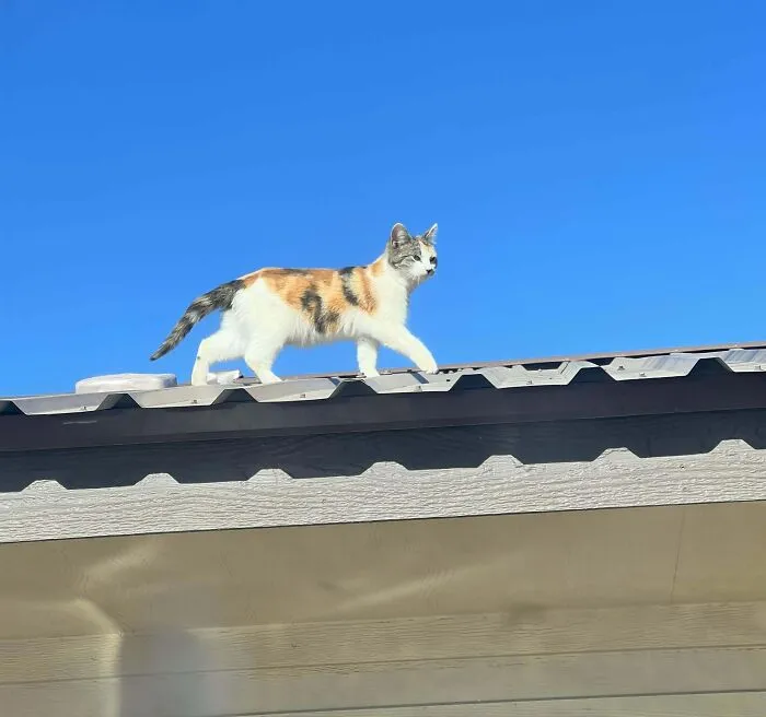 47 Goofy, Adorable And Simply Lovable Calico Cats In Their Element