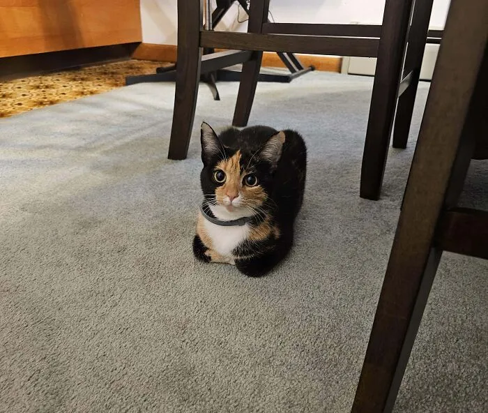 47 Goofy, Adorable And Simply Lovable Calico Cats In Their Element
