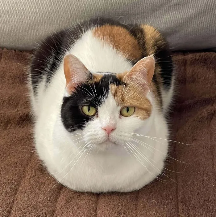 47 Goofy, Adorable And Simply Lovable Calico Cats In Their Element