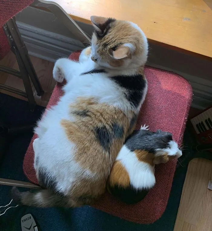 47 Goofy, Adorable And Simply Lovable Calico Cats In Their Element