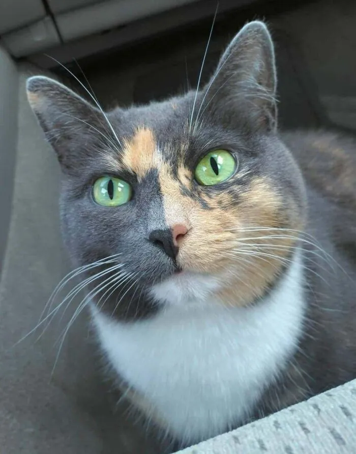 47 Goofy, Adorable And Simply Lovable Calico Cats In Their Element