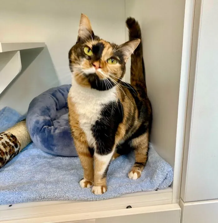 47 Goofy, Adorable And Simply Lovable Calico Cats In Their Element