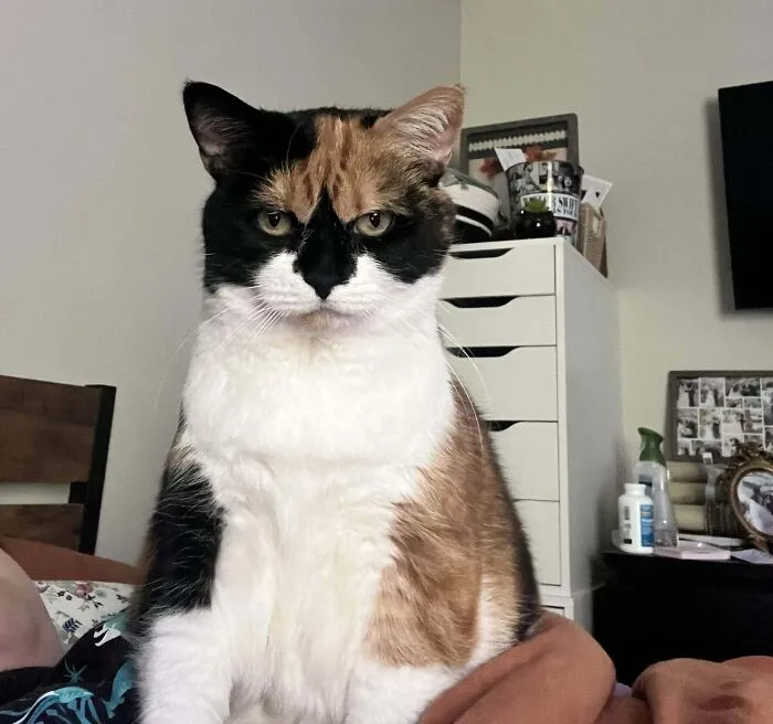 47 Goofy, Adorable And Simply Lovable Calico Cats In Their Element