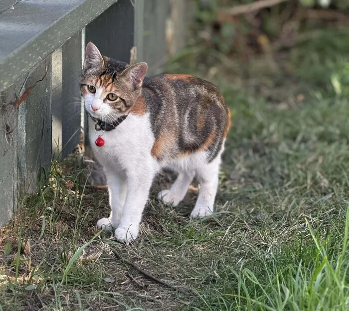 47 Goofy, Adorable And Simply Lovable Calico Cats In Their Element