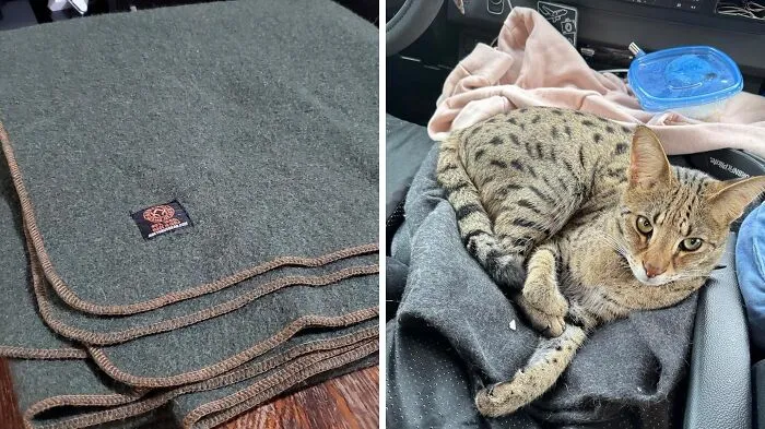 Wrap Up Warm And Rugged With This <a Style="Display:inline;" Href="Https://Www.amazon.com/Arcturus-Military-Wool-Blanket-Emergency/Dp/B09bgzxmz7?ie=utf8&linkcode=ll1&tag=bpraccoon-20&linkid=b2b506f8f63931027f2bf1f37ee280f4&language=en_us&ref_=as_li_ss_tl" Target="_blank"><span Style="Font: Inherit; Color: #d74b1f;"> Military Wool Blanket</Span> That's Built For The Tough Stuff