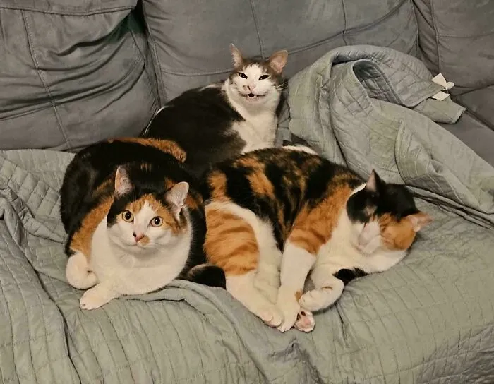 47 Goofy, Adorable And Simply Lovable Calico Cats In Their Element