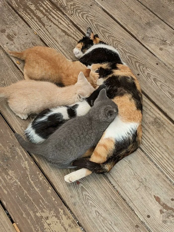 47 Goofy, Adorable And Simply Lovable Calico Cats In Their Element