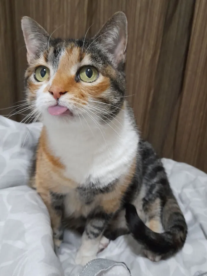 47 Goofy, Adorable And Simply Lovable Calico Cats In Their Element