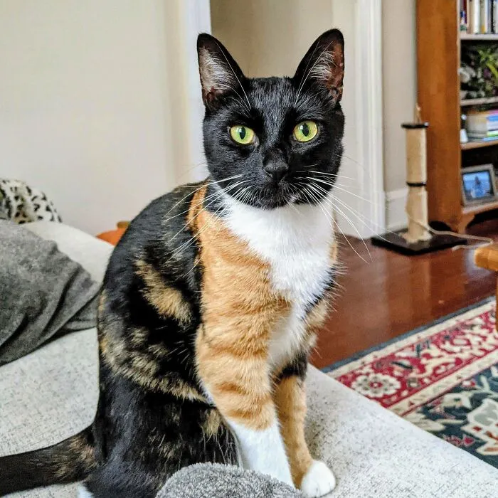 47 Goofy, Adorable And Simply Lovable Calico Cats In Their Element