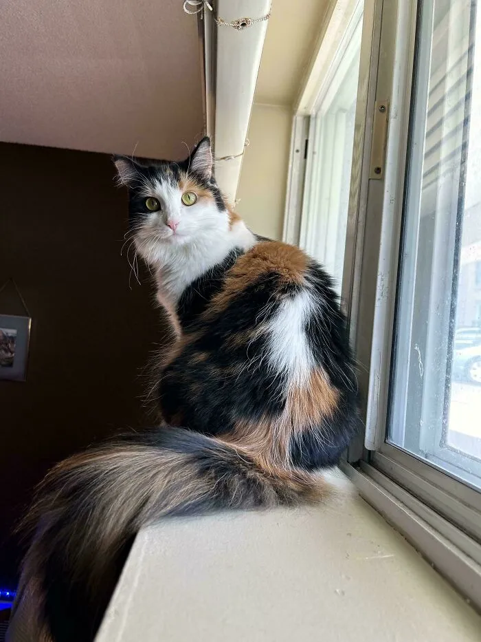 47 Goofy, Adorable And Simply Lovable Calico Cats In Their Element
