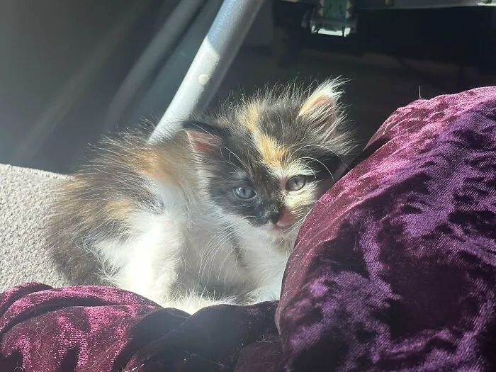 47 Goofy, Adorable And Simply Lovable Calico Cats In Their Element