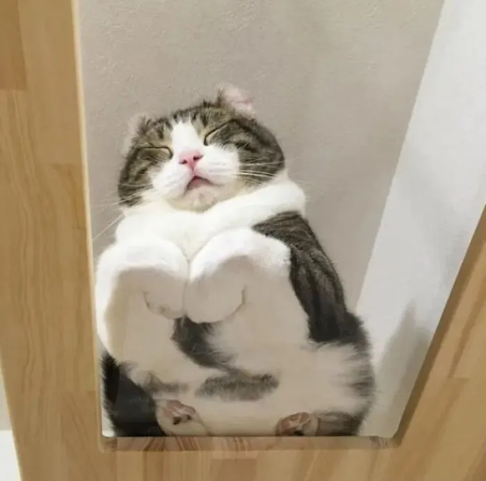 Just Wanted To Take A Catnap In Peace