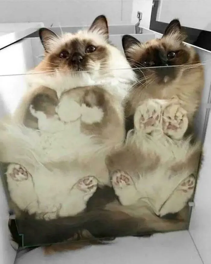 Cat+glass+toe Beans=cuteness