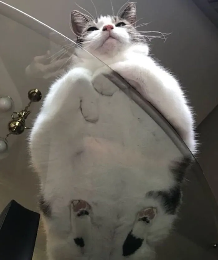 The King Of The Glass Table!
