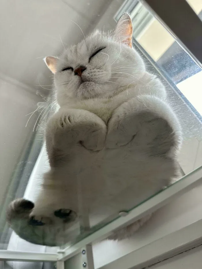 Meow