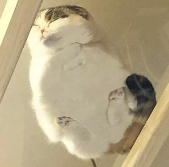 This Is Her Favorite Place To Sleep