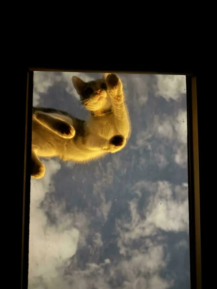 Flying Cat