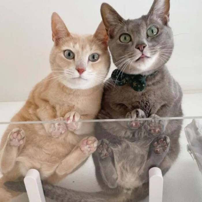 Cats On Glass