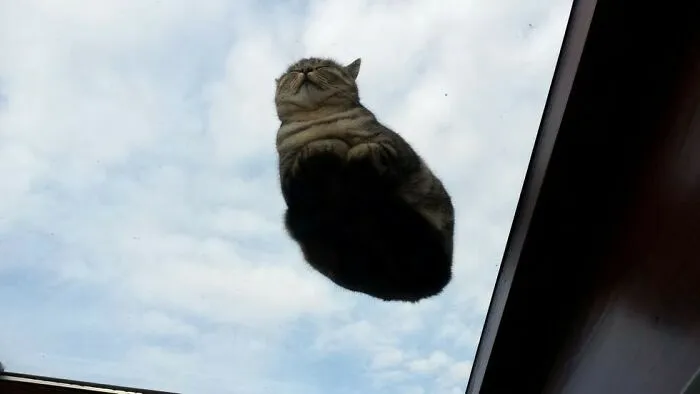 Oh Glory To Sky Cat