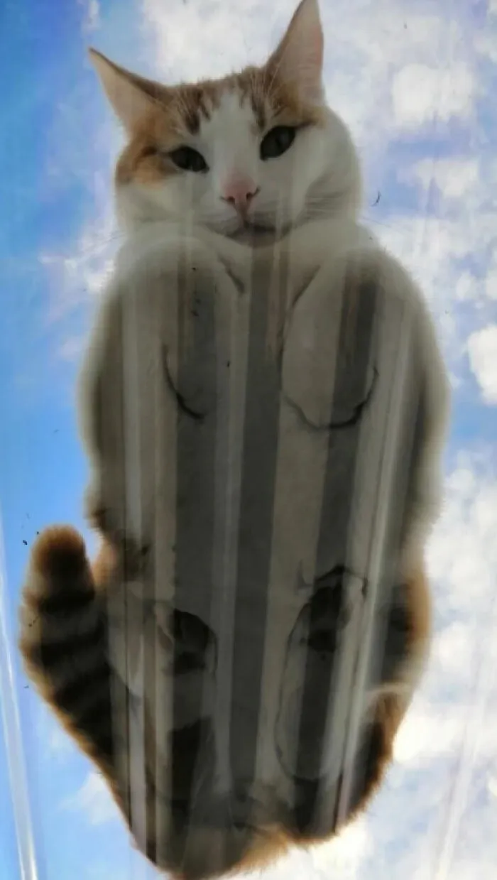 Looking Precious Through Glass