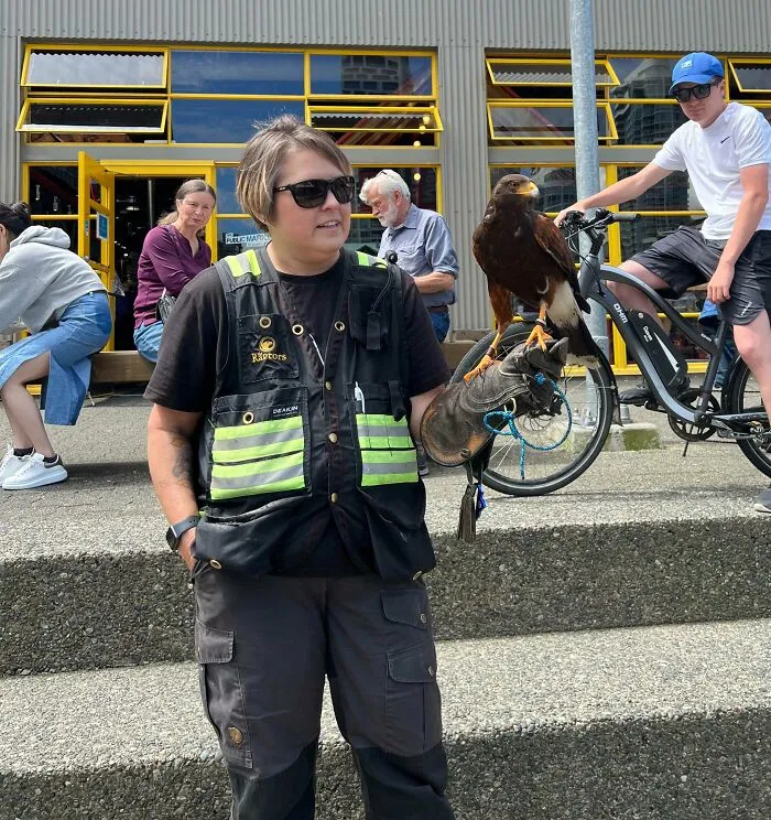 In Vancouver, Trained Raptors (And Handlers) Have Been Hired To Keep Aggressive Seagulls Away From Public Eating Areas