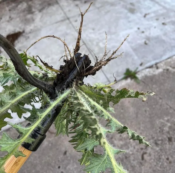 Pull Out The Pesky Weeds Without Pulling Out Your Back With This <a Style="Display:inline;" Href="Https://Www.amazon.com/Grampas-Weeder-Cw-01-Original-Remover/Dp/B001d1ffza?ie=utf8&linkcode=ll1&tag=bptoucan-20&linkid=08a27e0637f02640eda51a91199d8519&language=en_us&ref_=as_li_ss_tl" Target="_blank"><span Style="Font: Inherit; Color: #d74b1f;"> Grampa's Weeder</Span>, Making Gardening A Breeze