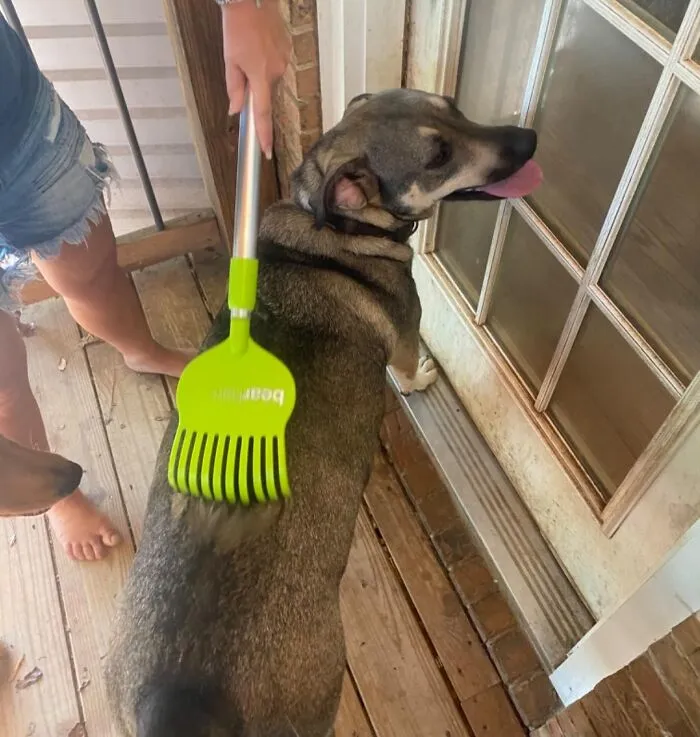 Give Your Pup A Scratch That's Just Out Of Reach With This <a Style="Display:inline;" Href="Https://Www.amazon.com/Bearbark-Dog-Scratcher-Extendable-Long-Reach/Dp/B07yj5cf52?ie=utf8&linkcode=ll1&tag=bptoucan-20&linkid=06fff7a831c3ffe3ae48206602fd866f&language=en_us&ref_=as_li_ss_tl" Target="_blank"><span Style="Font: Inherit; Color: #d74b1f;"> Dog Scratcher With An Extendable Arm</Span> That Lets Them Scratch In Comfort