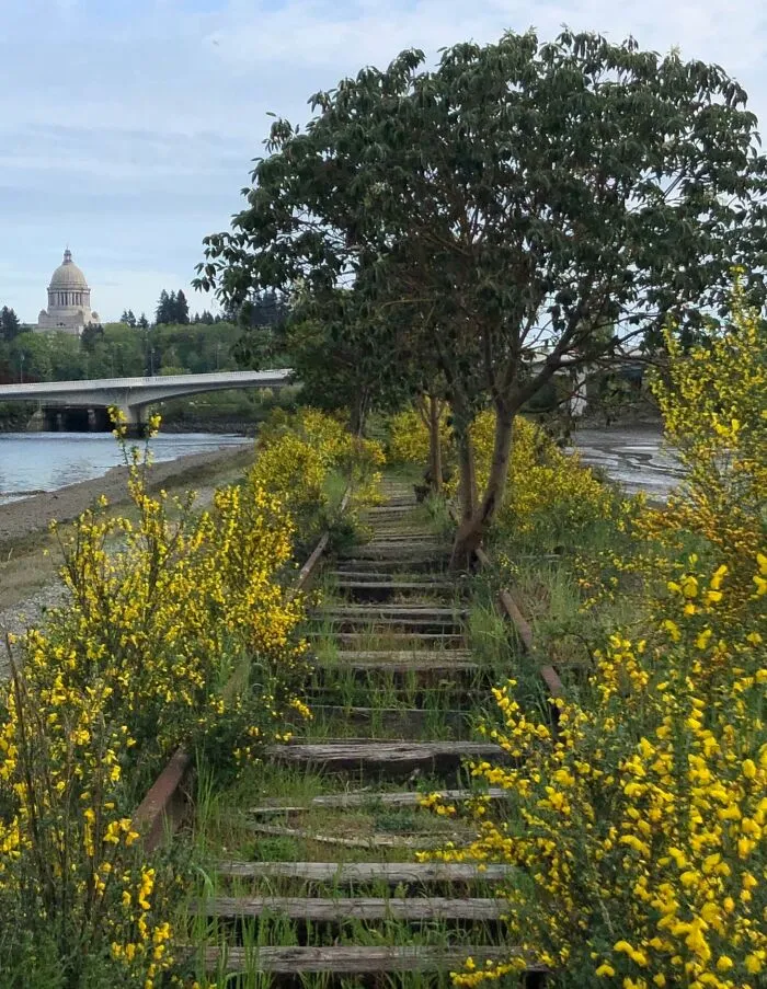 Reclaimed Train Tracks In Olympia, Wa. This Time With Flowers