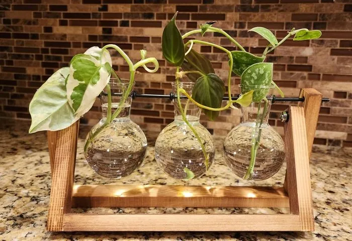 This <a Style="Display:inline;" Href="Https://Www.amazon.com/Terrarium-Planter-Tabletop-Hydroponics-Decoration/Dp/B07d29p5z1?ie=utf8&linkcode=ll1&tag=bpwoodpecker-20&linkid=411efc741318f22331365ac9c6f27489&language=en_us&ref_=as_li_ss_tl" Target="_blank"><span Style="Font: Inherit; Color: #d74b1f;"> Plant Terrarium </Span> Is Proof That You Can Actually Buy Happiness, One Tiny Ecosystem At A Time!