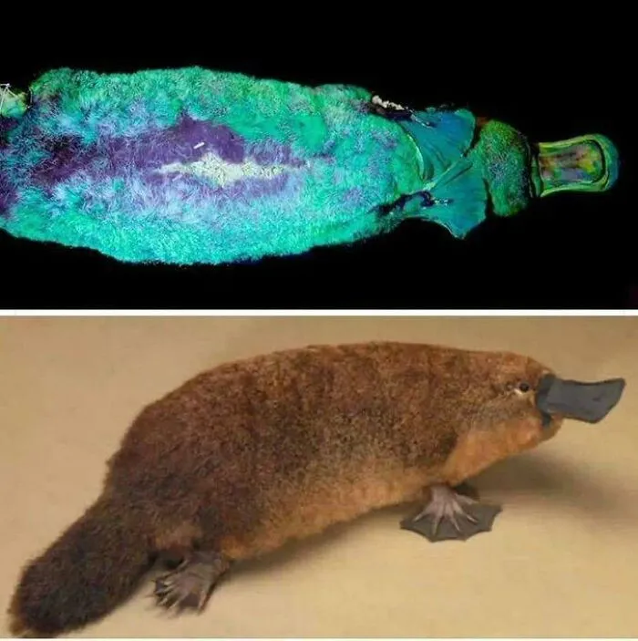 El ornitorrinco es posiblemente el animal más extraño: es un mamífero que pone huevos, tiene pico de pato, cola de castor, patas de nutria y es venenoso.