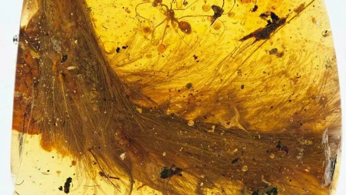 Today I Learned Scientists Discovered A Dinosaur Tail Perfectly Preserved In Amber. It Is Full Of Feathers