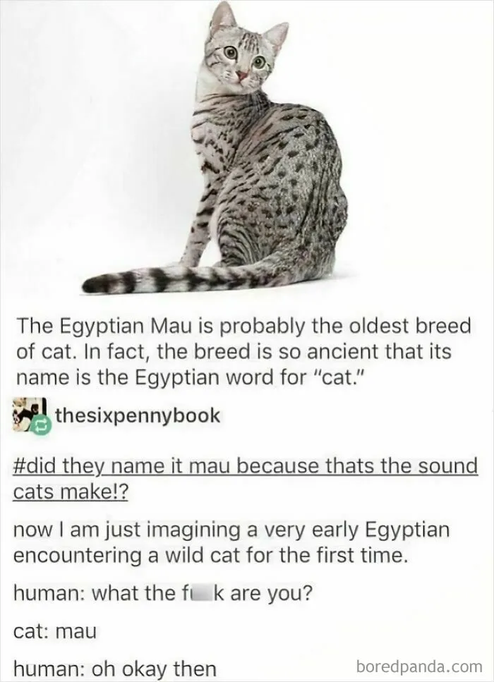 I Thought They Also Say Adult Cats Only Mjau At Humans, And Yes Mjau Is The Correct Spelling!