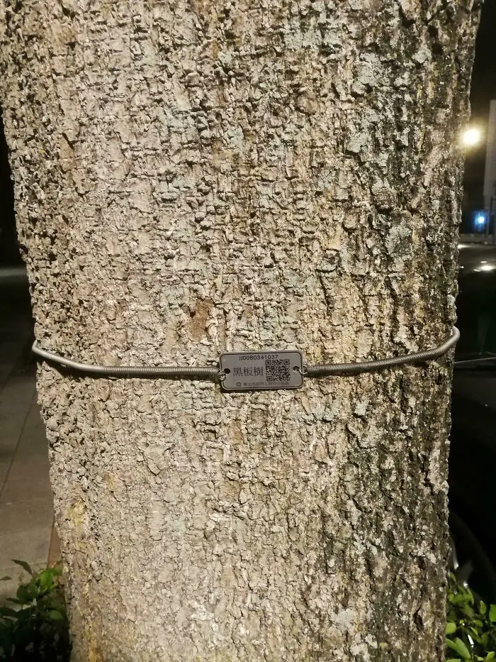 Estos árboles junto al camino en Taiwán tienen códigos QR. Al escanearlos, se accede a una página web con más información sobre el árbol.