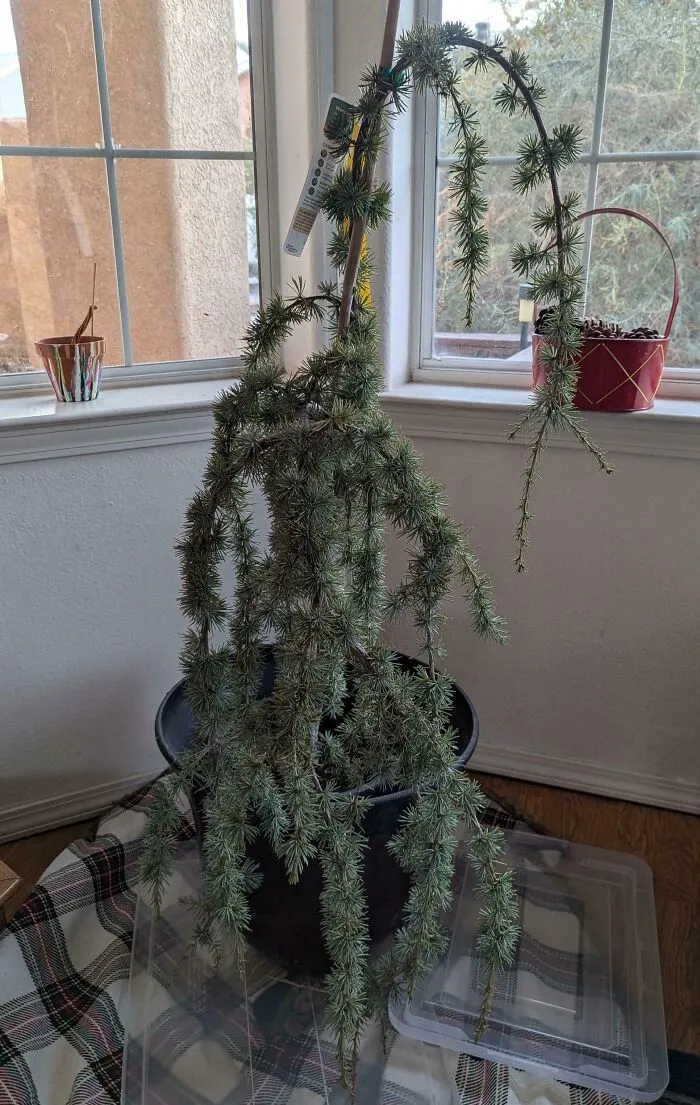 Le pedí a mi marido que fuera a por un árbol de Navidad