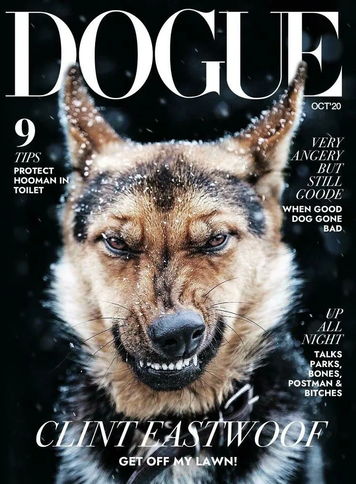 40 Hilarious And Heartwarming Pics Of Dogs Modeling Cutting-Edge Pet Styles 