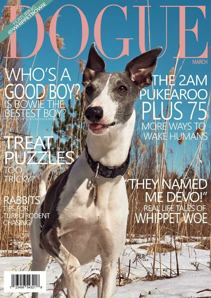 40 Hilarious And Heartwarming Pics Of Dogs Modeling Cutting-Edge Pet Styles 