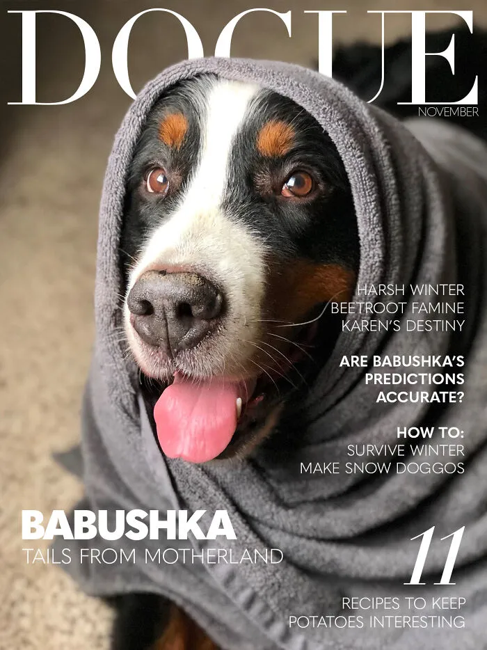 40 Hilarious And Heartwarming Pics Of Dogs Modeling Cutting-Edge Pet Styles 
