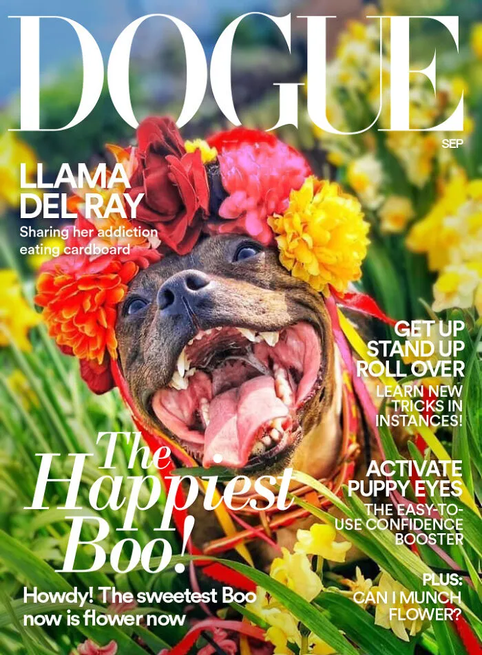 40 Hilarious And Heartwarming Pics Of Dogs Modeling Cutting-Edge Pet Styles 