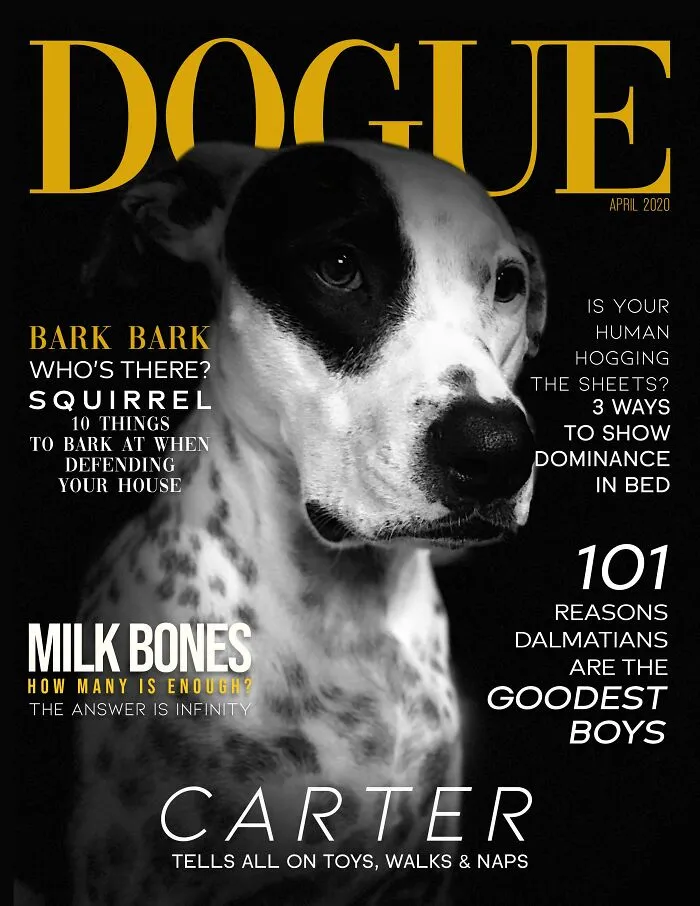 40 Hilarious And Heartwarming Pics Of Dogs Modeling Cutting-Edge Pet Styles 